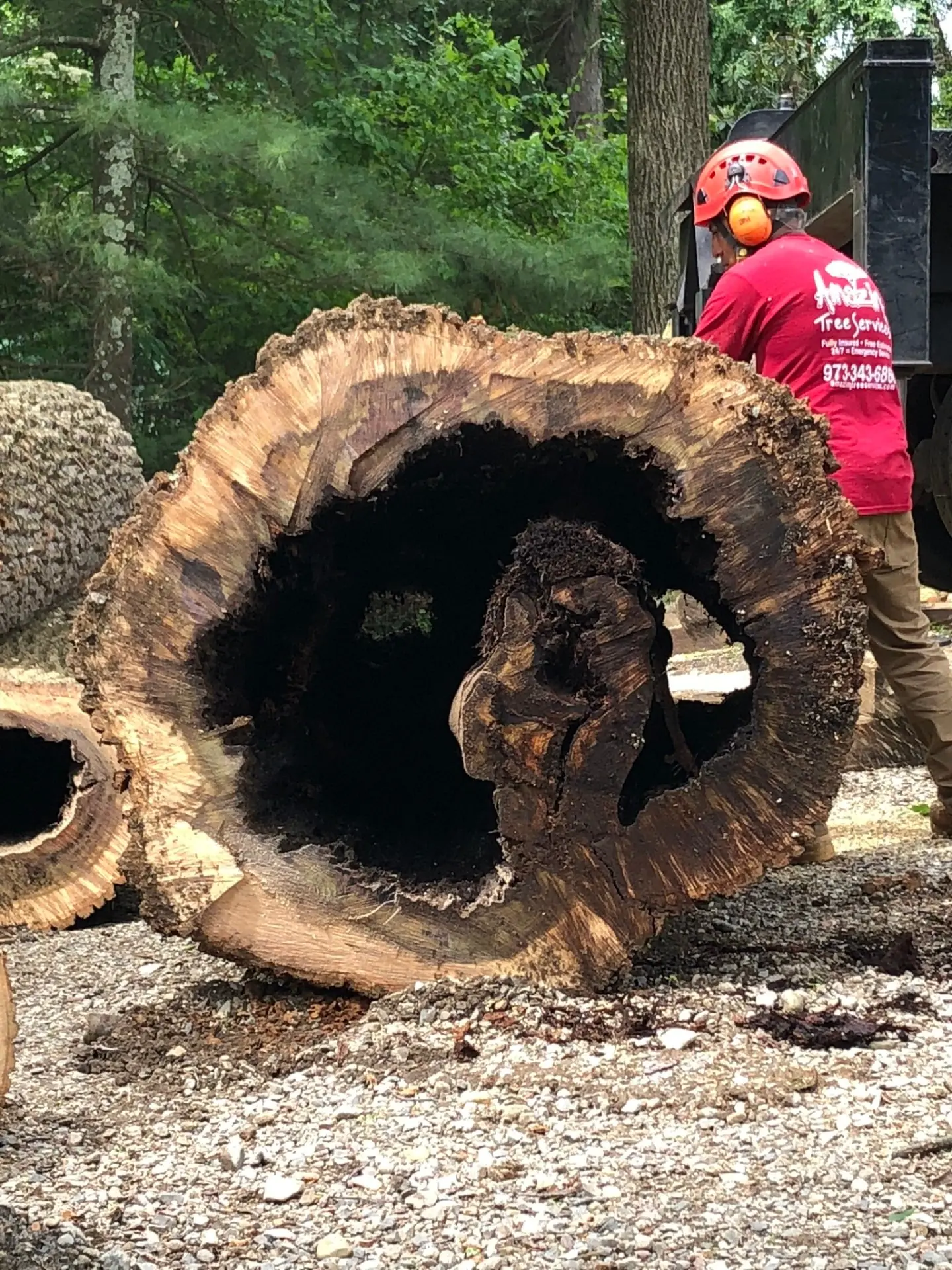 Amazing Tree Services crew member next to hollow tree trunk removed in North New Jersey